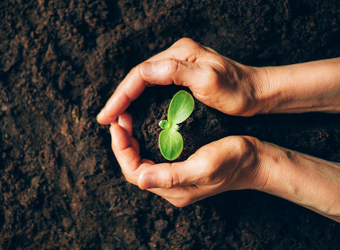 Nachhaltige Ernährung - Modeerscheinung oder Trendwende?